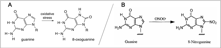 The Importance of Measuring Oxidative and Nitrosative Stress Damage in DNA/RNA